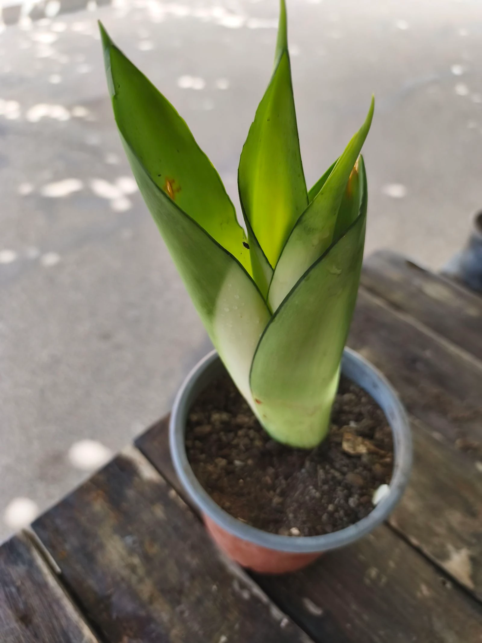 Planta sansirveria 